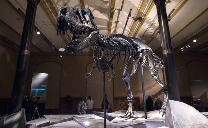 AFP/„Scanpix“ nuotr./Tiranozauras Tristanas Gamtos istorijos muziejuje Berlyne
