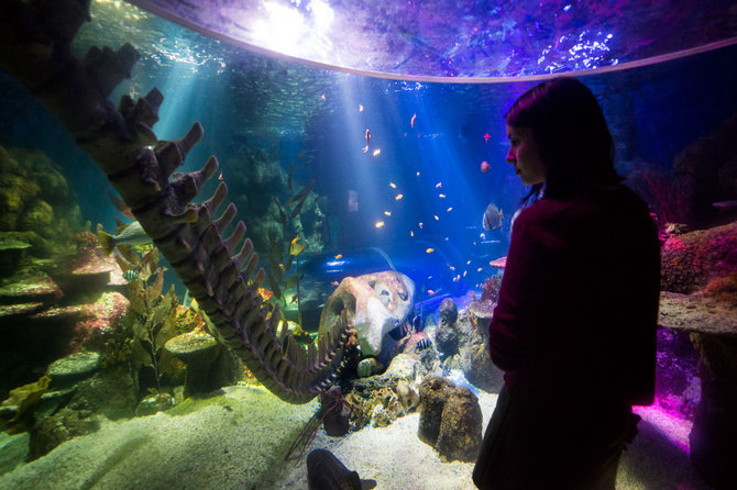 „Sea Life“ jūrų muziejus / Turas po Helsinkį / Gyčio Vidžiūno nuotr.