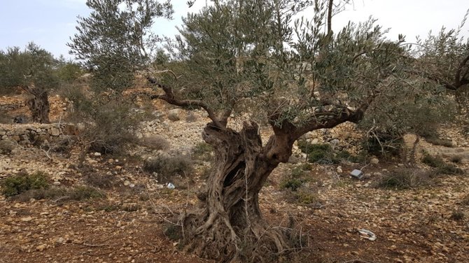 Alyvmedis – svarbiausias medis/Palestina / G.Steikūnaitės asmeninio archyvo nuotr.