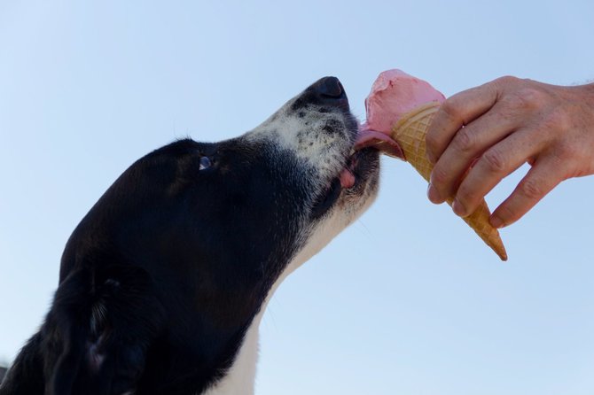„PetCity“ nuotr./Šunis šeimininkai mėgsta pavaišinti ledais, tačiau tą daryti reikėtų labai saikingai