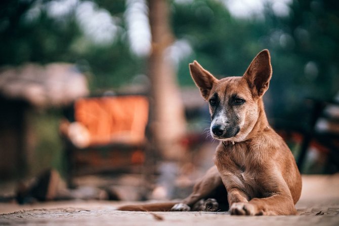 „PetCity“ nuotr./Šuo gamtoje