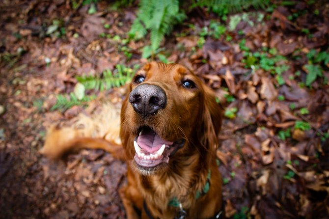 „PetCity“ nuotr./Šuo