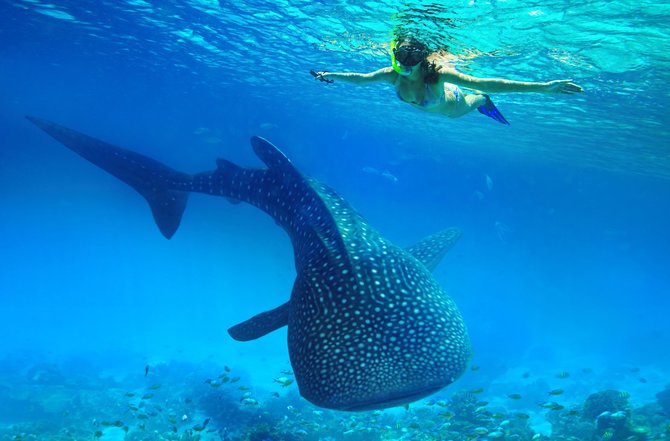 Shutterstock nuotr./Nardymas su bangininiais rykliais, Filipinai