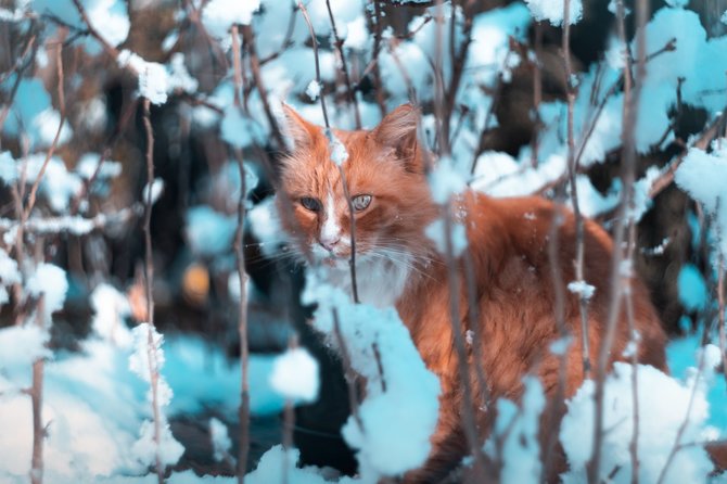 „PetCity“ nuotr./Katė žiemą