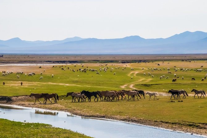 Kelionių organizatoriaus „GRŪDA“ nuotr./Hustai nacionalinis parkas ir jame gyvenantys paskutiniai tikri laukiniai arkliai, Mongolija
