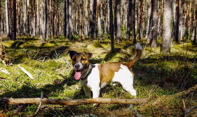 „PetCity“/Džeko Raselo terjeras miške