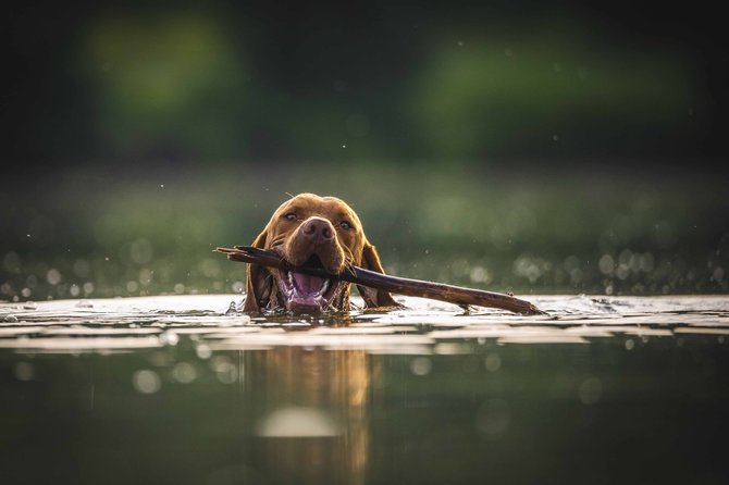 Unsplash nuotr./Šuo