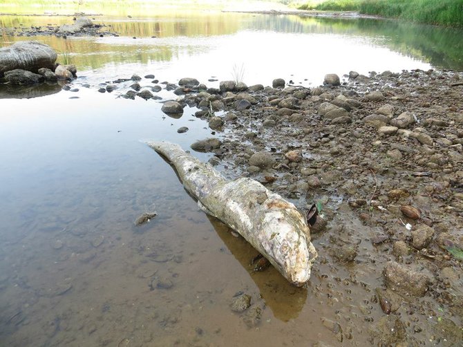 Rimanto Avižienio nuotr./Nemunaičio miestelyje gyventojai užfiksavo didžiulį šamą, išmestą į Nemuno krantą