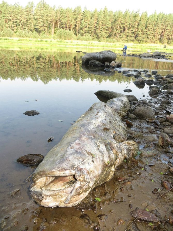 Rimanto Avižienio nuotr./Nemunaičio miestelyje gyventojai užfiksavo didžiulį šamą, išmestą į Nemuno krantą