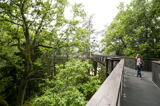 Valdas Kopūstas / 15 min foto/Anykščiai šileli Tree Canopy Trail