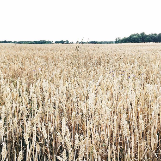 Organizatorių nuotr./„Sangailės vasaros“ konkurso dalyviai