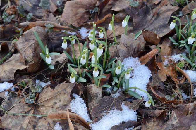 15min.lt skaitytojo nuotr./Verkių parke – vasario pabaigoje pražydusios snieguolės