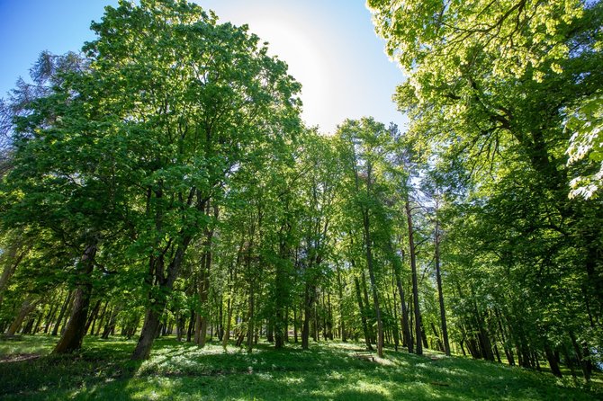 Vidmanto Balkūno / 15min nuotr./Panerių dvaro sodybos parkas