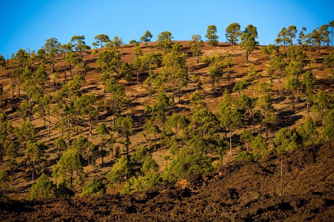 Vidmanto Balkūno / 15min nuotr./Tenerifės peizažas