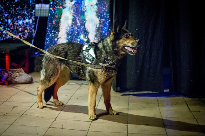 Vidmanto Balkūno / 15min nuotr./Policijos reidas, tarnybinis šuo 