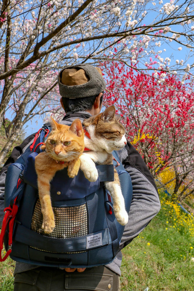 „Scanpix“/„Caters News Agency“ nuotr./Su šeimininku keliaujančios katės