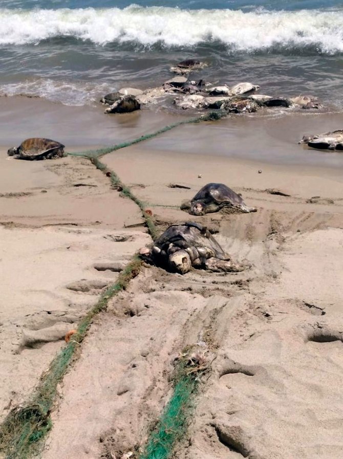 AFP/„Scanpix“ nuotr./Meksikos paplūdimyje rasta 300 negyvų nykstančių vėžlių