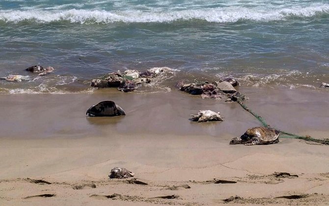AFP/„Scanpix“ nuotr./Meksikos paplūdimyje rasta 300 negyvų nykstančių vėžlių