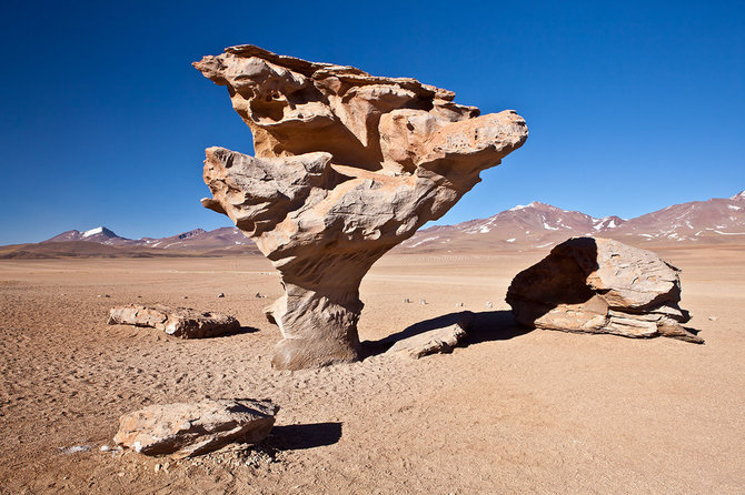 Shutterstock nuotr./Akmeninis medis, Bolivija