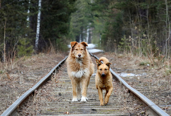„Reuters“/„Scanpix“ nuotr./Benamiai šunys, keliauja geležinkelio bėgiais Sibiro taigoje