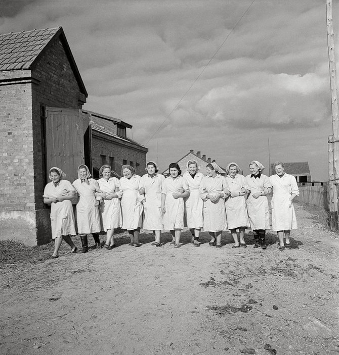 Mariaus Baranausko/Lietuvos nacionalinio muziejaus nuotr./„Šešupės“ kolūkio kolūkietės. Kapsuko (dabar Marijampolės) r., 1959 m.