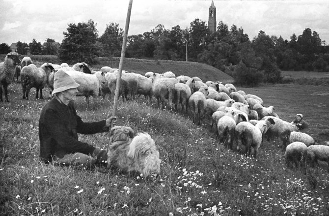 Vytauto Stanionio nuotr./Avių ganykla, 1958
