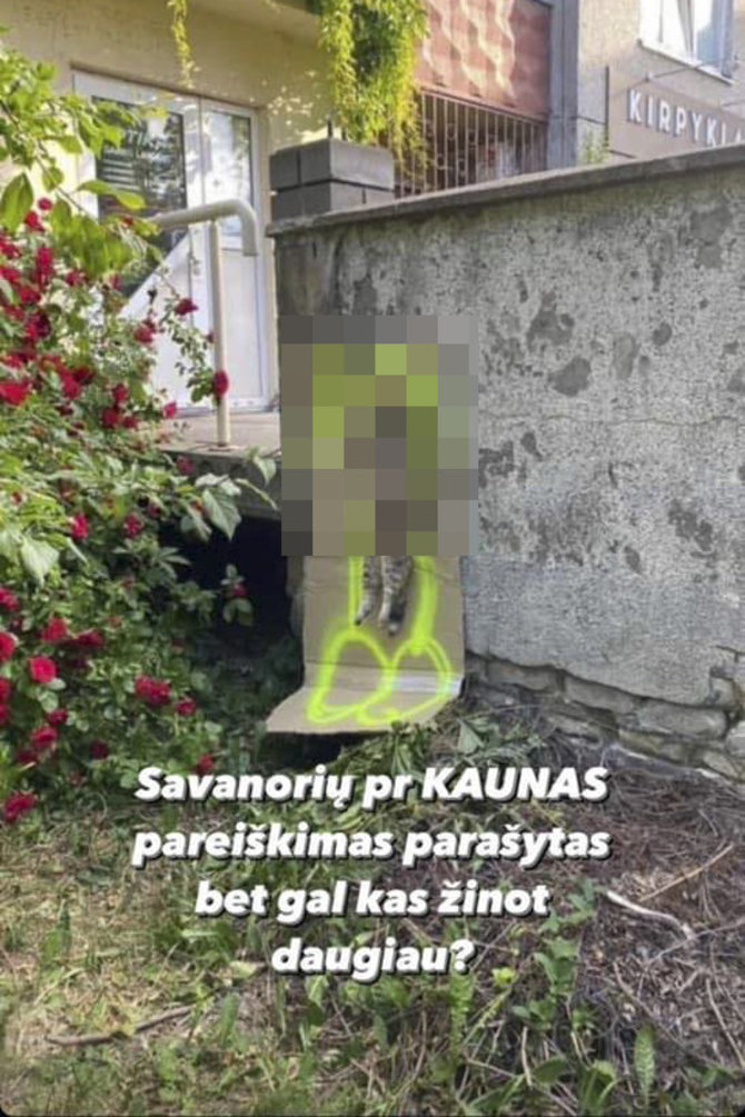 Soc. tinklų nuotr./Kaune rastas išniekintas katino lavonėlis