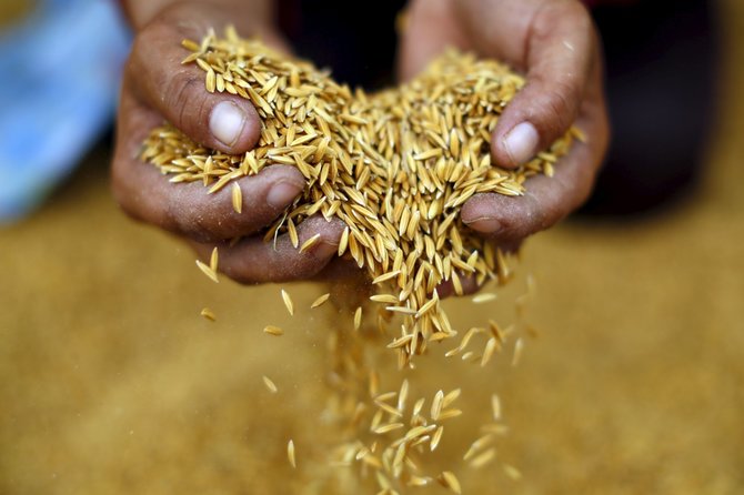 „Reuters“/„Scanpix“ nuotr./Tailando ryžių augintojai