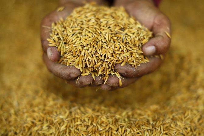 „Reuters“/„Scanpix“ nuotr./Tailando ryžių augintojai