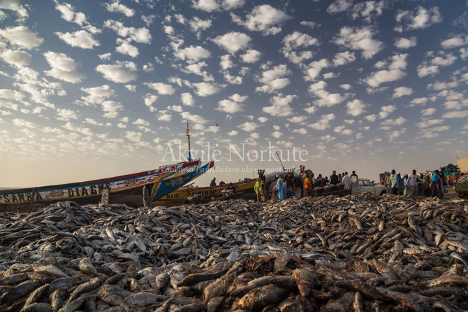 Fotokonkurso dalyvio nuotr./Akvilė Norkutė 2015 m. Mauritanija