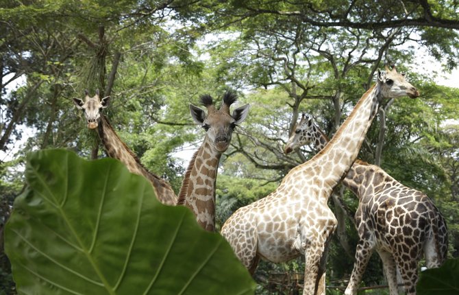 „Scanpix“/AP nuotr./Singapūro zoologijos sode gimęs žirafos jauniklis
