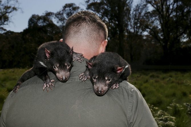 „Reuters“/„Scanpix“ nuotr./Sveiki Tasmanijos velniai paleidžiami į laisvę, kad padėtų atkurti nykstančią populiaciją.
