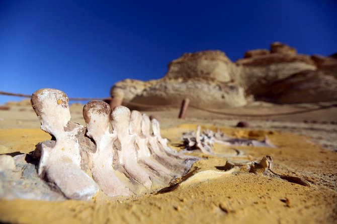 „Reuters“/„Scanpix“ nuotr./Egipto fosilijų muziejus