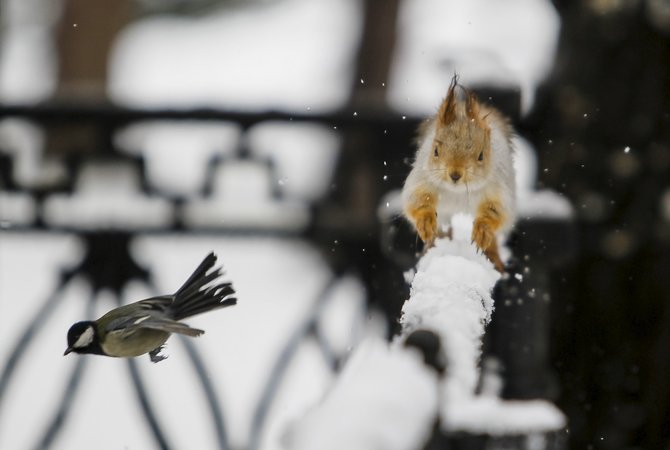 „Reuters“/„Scanpix“ nuotr./Apsnigtas rytas Kazachstane