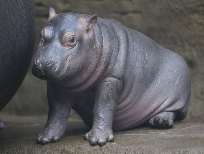 „Scanpix“/AP nuotr./Čekijos zoologijos sode pristatytas begemoto jauniklis