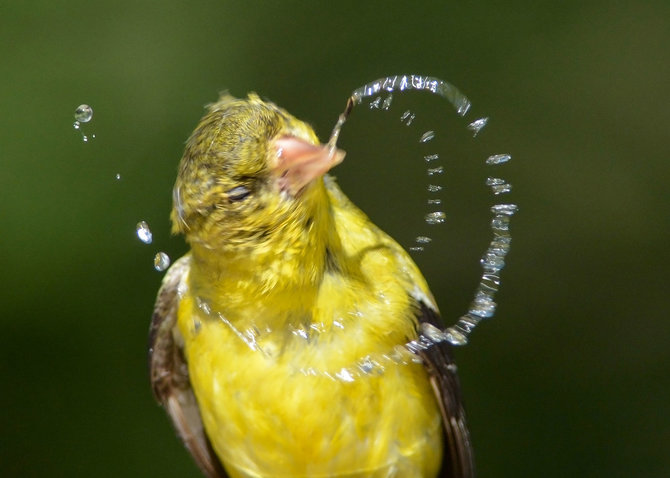 Vida Press nuotr./„Audubon“ fotografijos apdovanojimų geriausios 2016 m. paukščių nuotraukos