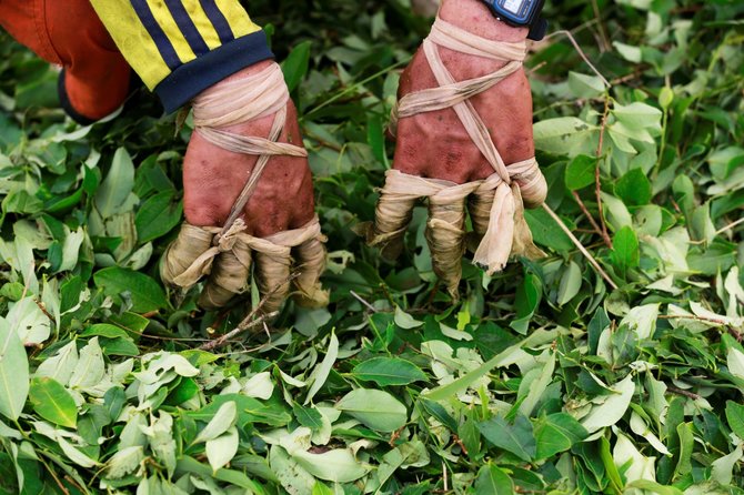 „Reuters“/„Scanpix“ nuotr./Kokos augintojai Kolumbijoje