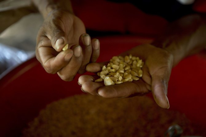 „Scanpix“/AP nuotr./Gvatemaloje dėl sausros ima trūkti maisto skurdžiai gyvenantiems žmonėms