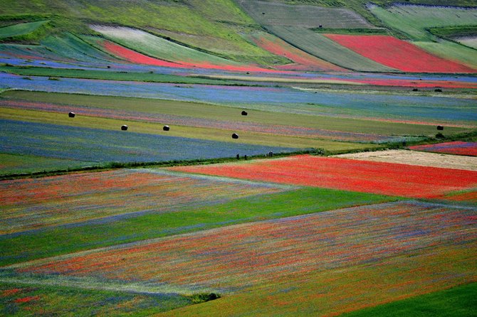 AFP/„Scanpix“ nuotr./Turistus traukia kasmet Italijos Umbrijos regiono laukuose pražystančios laukinės gėlės