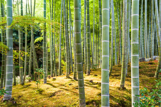 Vida Press nuotr./Sagano bambukų miškas Japonijoje