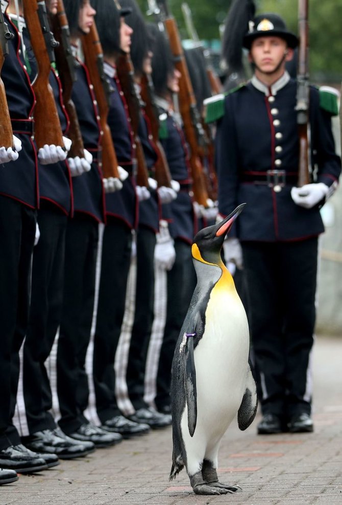„Scanpix“/AP nuotr./Edinburgo karališkajam pingvinui Olavui suteiktas Norvegijos brigados vado karinis laipsnis