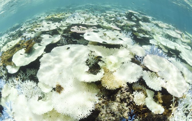 Vida Press nuotr./Dėl kylančios vandenyno temperatūros prie Japonijos miršta koralai