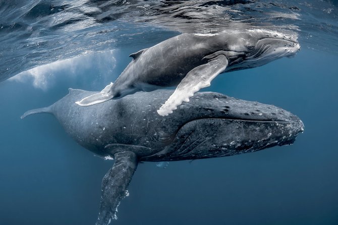 „Scanpix“/„Caters News Agency“ nuotr./Įspūdingose nuotraukose – banginė su jaunikliu