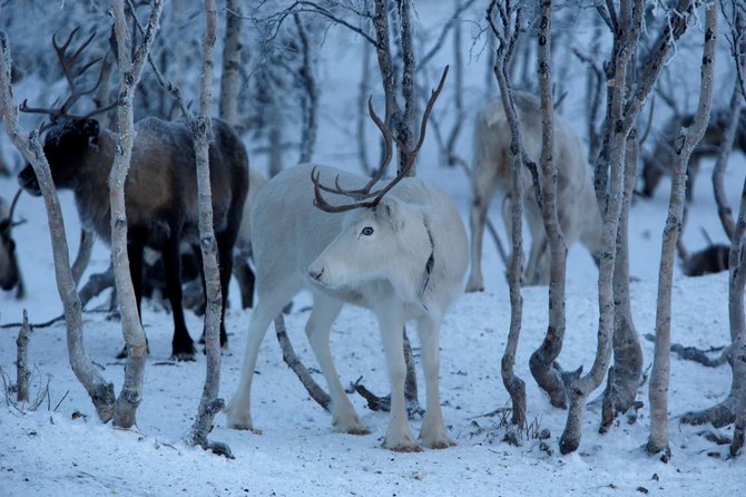 „Reuters“/„Scanpix“ nuotr./Šiaurės elnių augintojai iš Sibiro