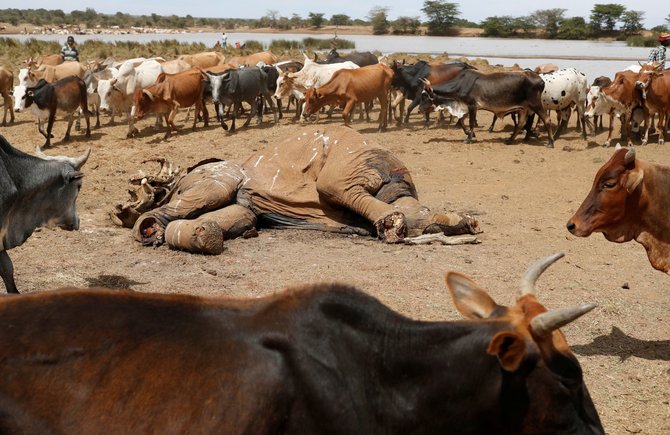 „Reuters“/„Scanpix“ nuotr./Dėl sausros Kenijoje gyvulius auginančio gentys ėmė aršiai kovoti dėl mažėjančių resursų