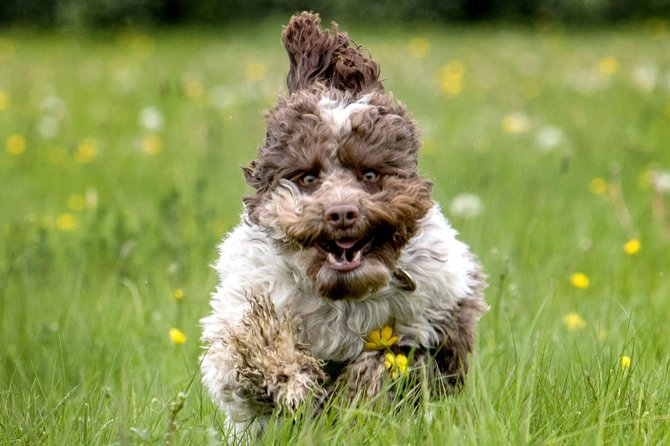 „Scanpix“/„Caters News Agency“ nuotr./Fotografo užfiksuoti juokingi bėgančių šunų portretai