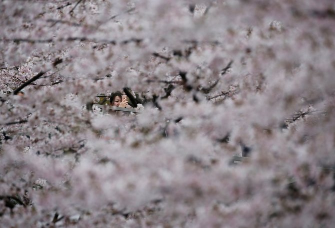 „Reuters“/„Scanpix“ nuotr./Tokijas, paskendęs vyšnių žieduose
