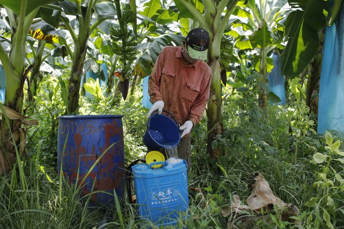 „Reuters“/„Scanpix“ nuotr./Laose auginamų bananų plantacijos – finansinė nauda ir pavojus dėl naudojamų chemikalų