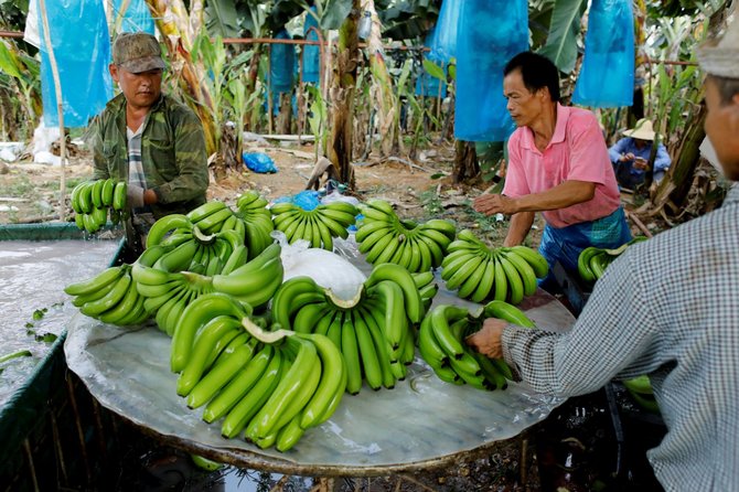 „Reuters“/„Scanpix“ nuotr./Laose auginamų bananų plantacijos