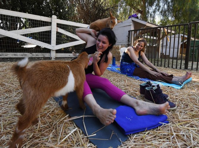 AFP/„Scanpix“ nuotr./JAV išpopuliarėjo joga su ožkomis